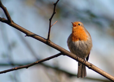 opinie ornitologiczne Rzeszów