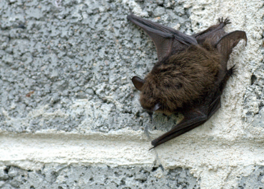 opinie chiropterologiczne czyli sprawdzanie wystapienia nietoperzy
